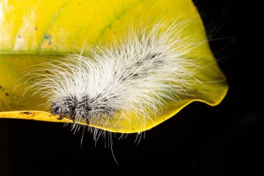 Ormanda Macro Solucanı