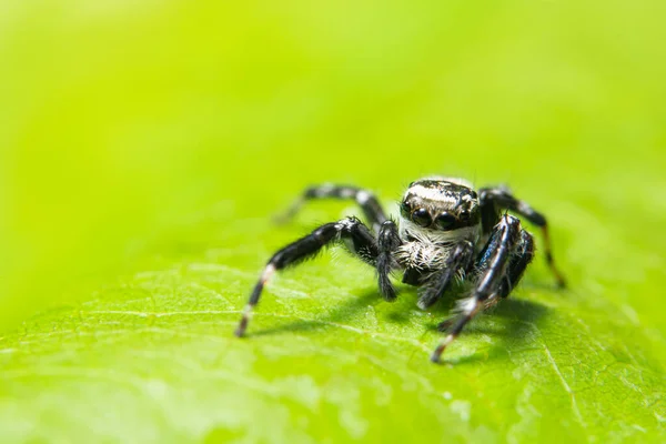 叶子上的巨蜘蛛 — 图库照片