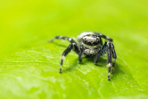 Macro Spin Het Blad — Stockfoto