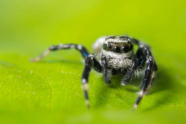 Makrohämähäkki Lehdellä — kuvapankkivalokuva