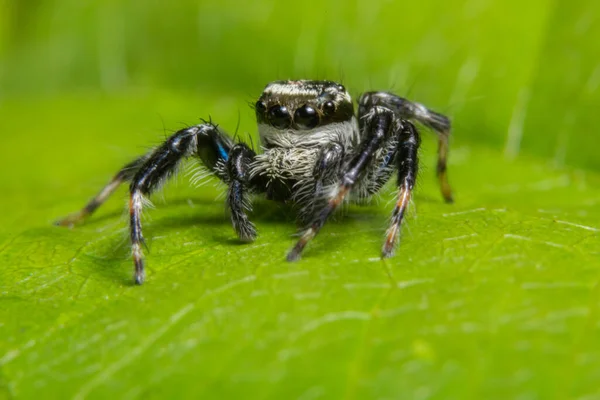 Makrospinne Auf Dem Blatt — Stockfoto