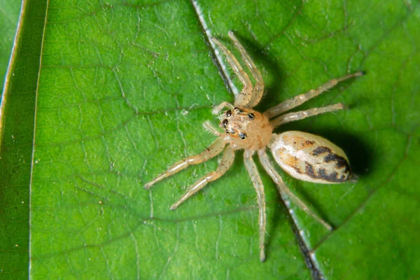 Macro Araña Hoja —  Fotos de Stock