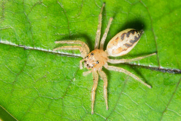 Macro Araignée Sur Feuille — Photo