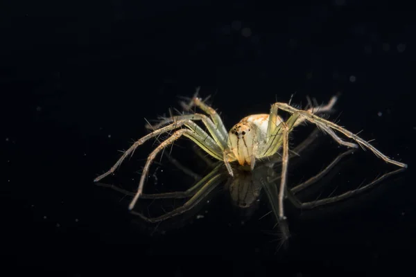 Makró Pók Fekete Tükörben — Stock Fotó