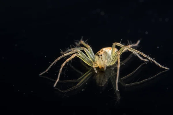 Makro Spider Auf Schwarzem Spiegel — Stockfoto