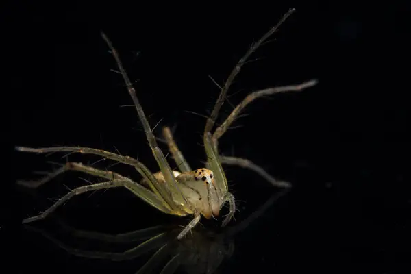 Macro Spider Sur Miroir Noir — Photo