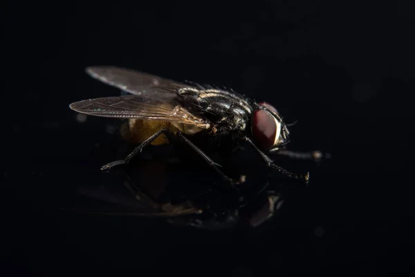 Tire Uma Foto Mais Próxima Diptera — Fotografia de Stock