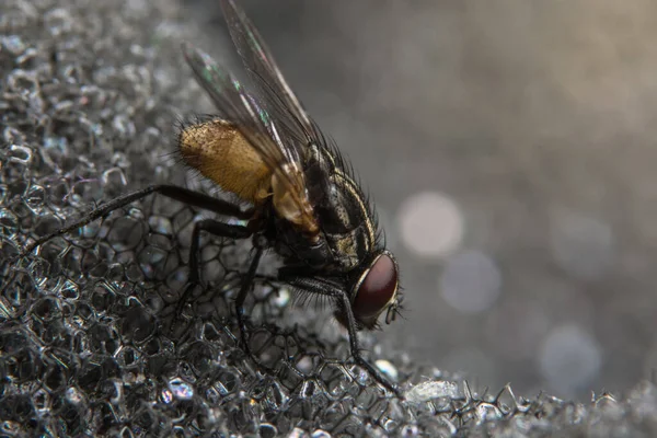 Tire Uma Foto Mais Próxima Diptera — Fotografia de Stock