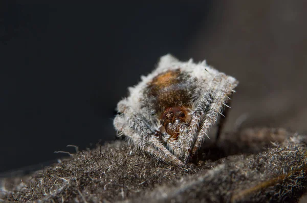 Macro Aranha Bokeo Fundo — Fotografia de Stock