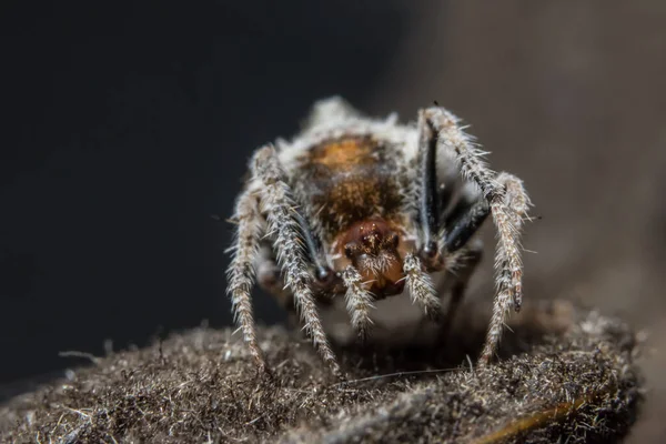 Φόντο Macro Spider Bokeo — Φωτογραφία Αρχείου