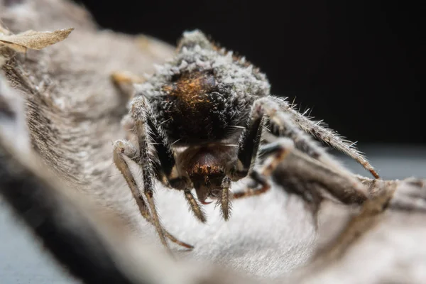 Φόντο Macro Spider Bokeo — Φωτογραφία Αρχείου