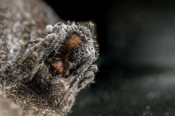 Macro Aranha Bokeo Fundo — Fotografia de Stock