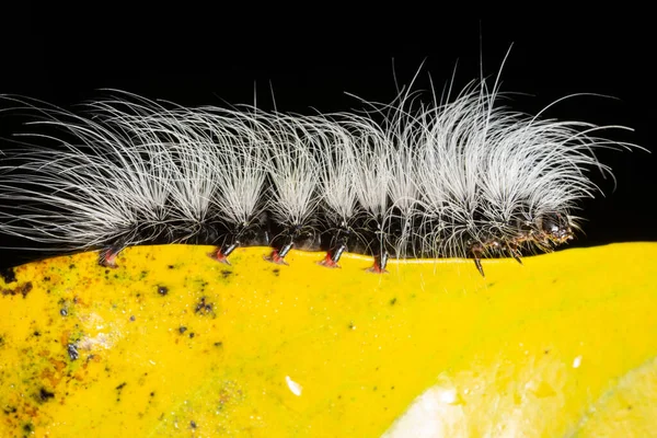 Wurmmakro Auf Einem Holz — Stockfoto