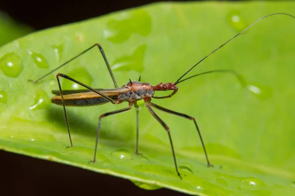 Macro Insecto Planta — Foto de Stock