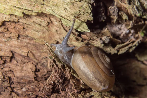 Macro Snail Plant — Stock Photo, Image