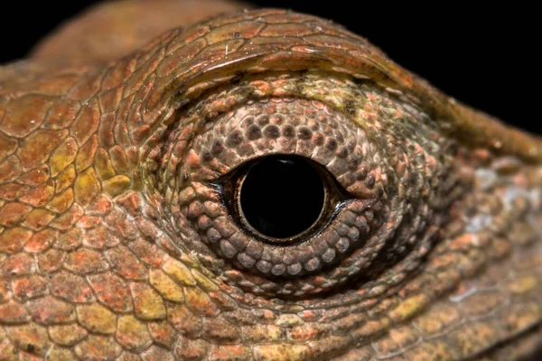 Przyjrzyj Się Bliżej Kameleonowi — Zdjęcie stockowe