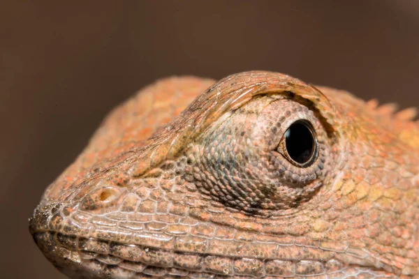 Przyjrzyj Się Bliżej Kameleonowi — Zdjęcie stockowe