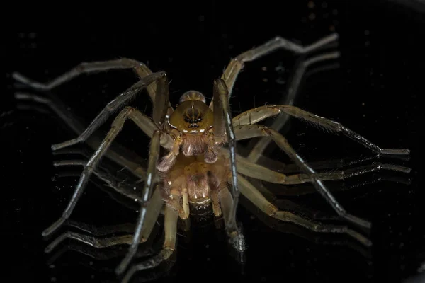 Yakın Çekim Bir Örümcek — Stok fotoğraf