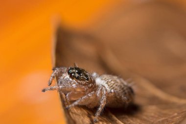 Yaprağın üzerinde Macro örümceği