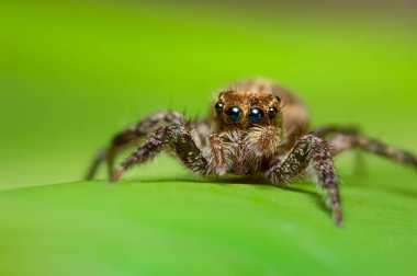 Yaprağın üzerinde Macro örümceği