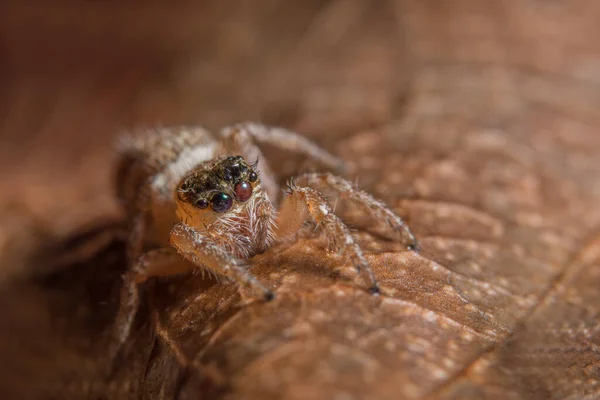 Macro Aranha Folha — Fotografia de Stock