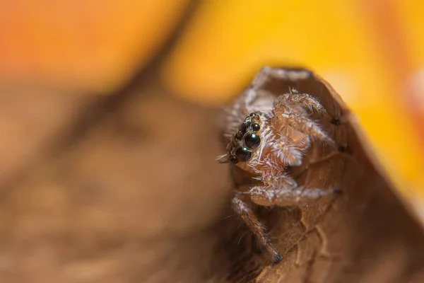 Μακρο Αράχνη Στο Φύλλο — Φωτογραφία Αρχείου