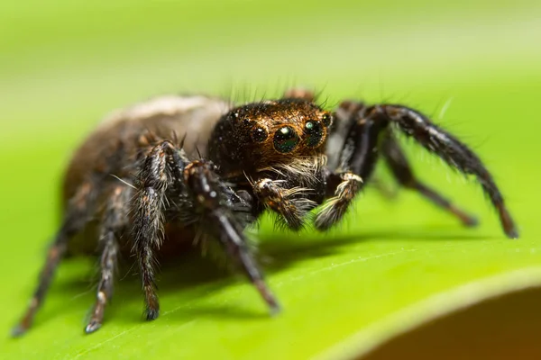 Makro Pavouk Listu — Stock fotografie