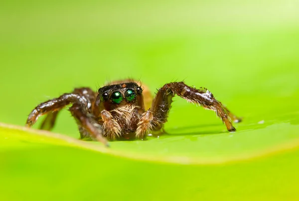 Makro Pavouk Listu — Stock fotografie