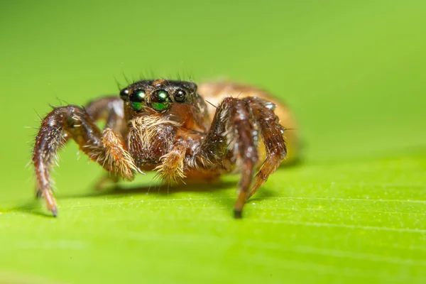 Macro Araignée Sur Feuille — Photo