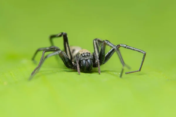 Makro Pająk Liściu — Zdjęcie stockowe