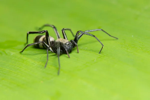 Macro Spider Leaf — Stock Photo, Image