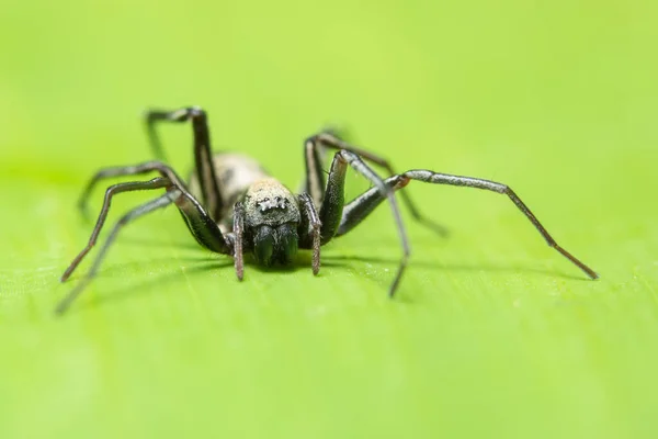 Macro Araña Hoja — Foto de Stock