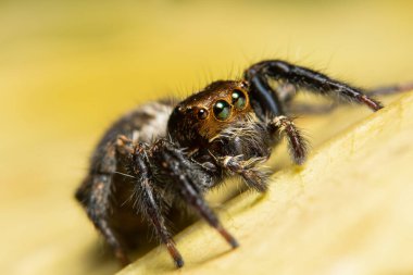 Yaprağın üzerinde Macro örümceği