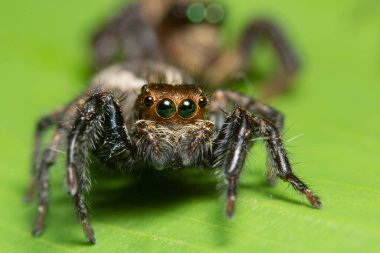 Yaprağın üzerinde Macro örümceği