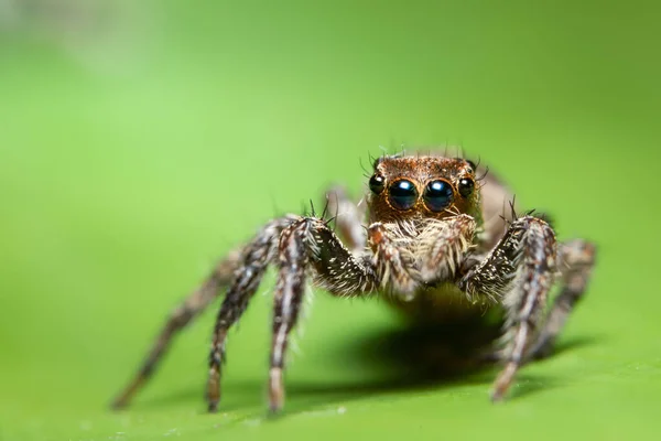 Makrospinne Auf Dem Blatt — Stockfoto