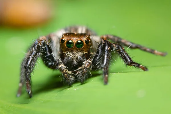 Macro Araignée Sur Feuille — Photo