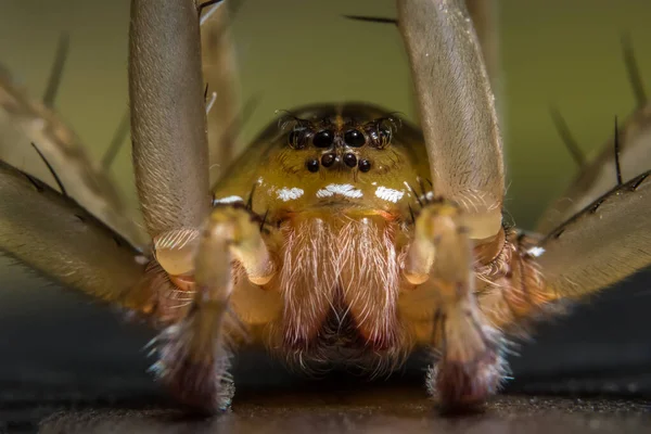 Nehmen Sie Eine Spinne Aus Nächster Nähe — Stockfoto
