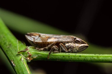 Bitkinin üzerinde Macro Leafhopper