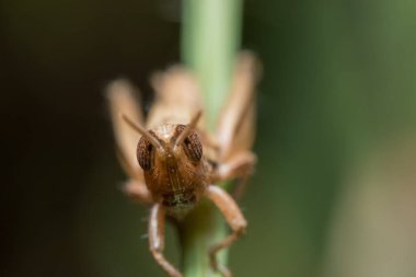 Bitkinin üzerinde makro çekirge