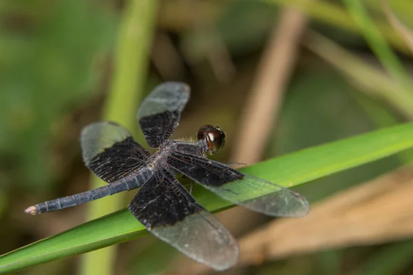 Macro Dragonfly Plant — Stock Photo, Image