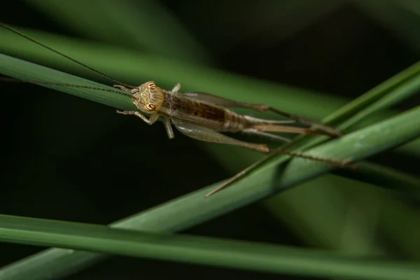 Macro Grasshopper Plant — Stock Photo, Image