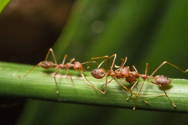 Semut Merah Makro Pada Tanaman — Stok Foto
