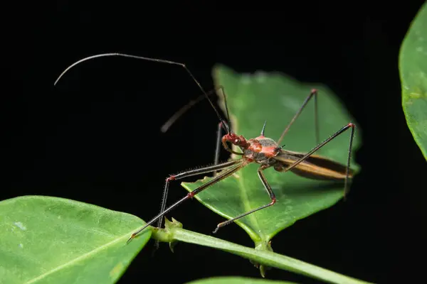 Macro Insect Plant — Stock Photo, Image