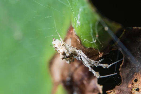 Neem Een Close Spin — Stockfoto