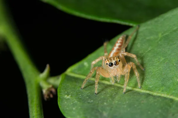 Nehmen Sie Eine Spinne Aus Nächster Nähe — Stockfoto