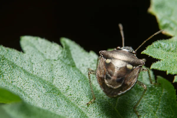 Macro Insect Plant — Stock Photo, Image