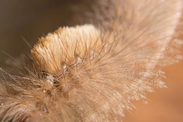Makro Robaka Brunatnego Suszonych Liściach — Zdjęcie stockowe