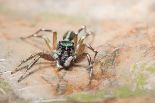 Macro Aranha Fundo Planta — Fotografia de Stock