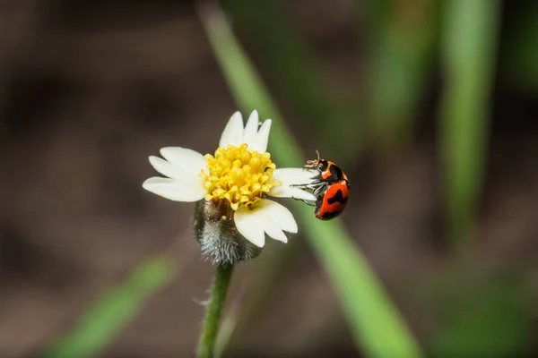 Hintergrund Marienkäfer Auf Wildblumen — Stockfoto