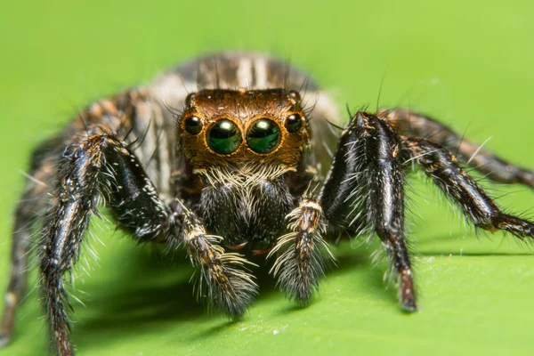 Makrospinne Auf Dem Blatt — Stockfoto